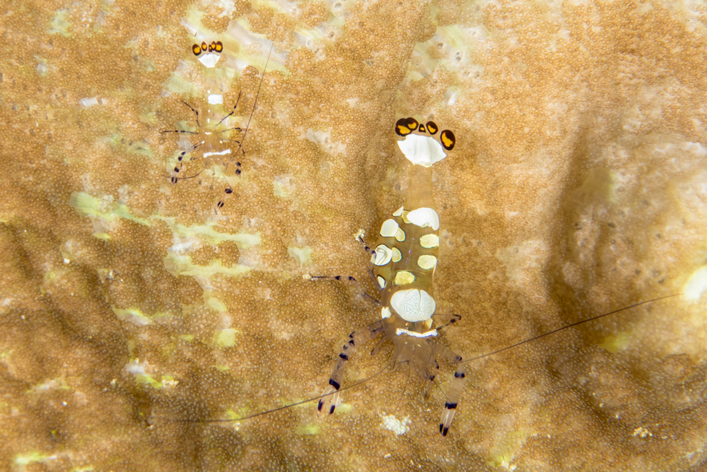 Peacock-tail Anemone Shrimp