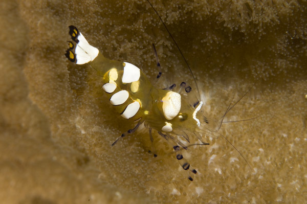 Peacock-tail Anemone Shrimp