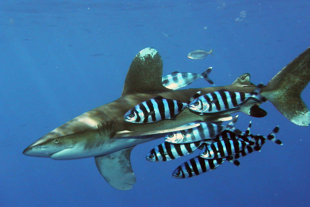Requin océanique