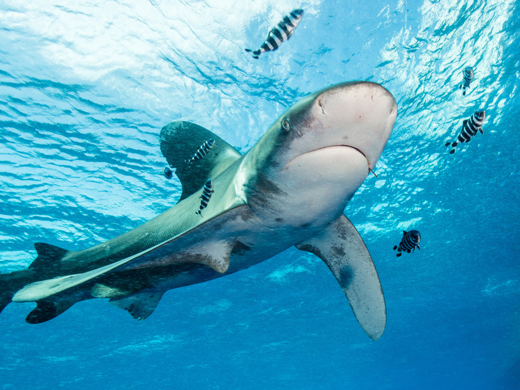Requin océanique