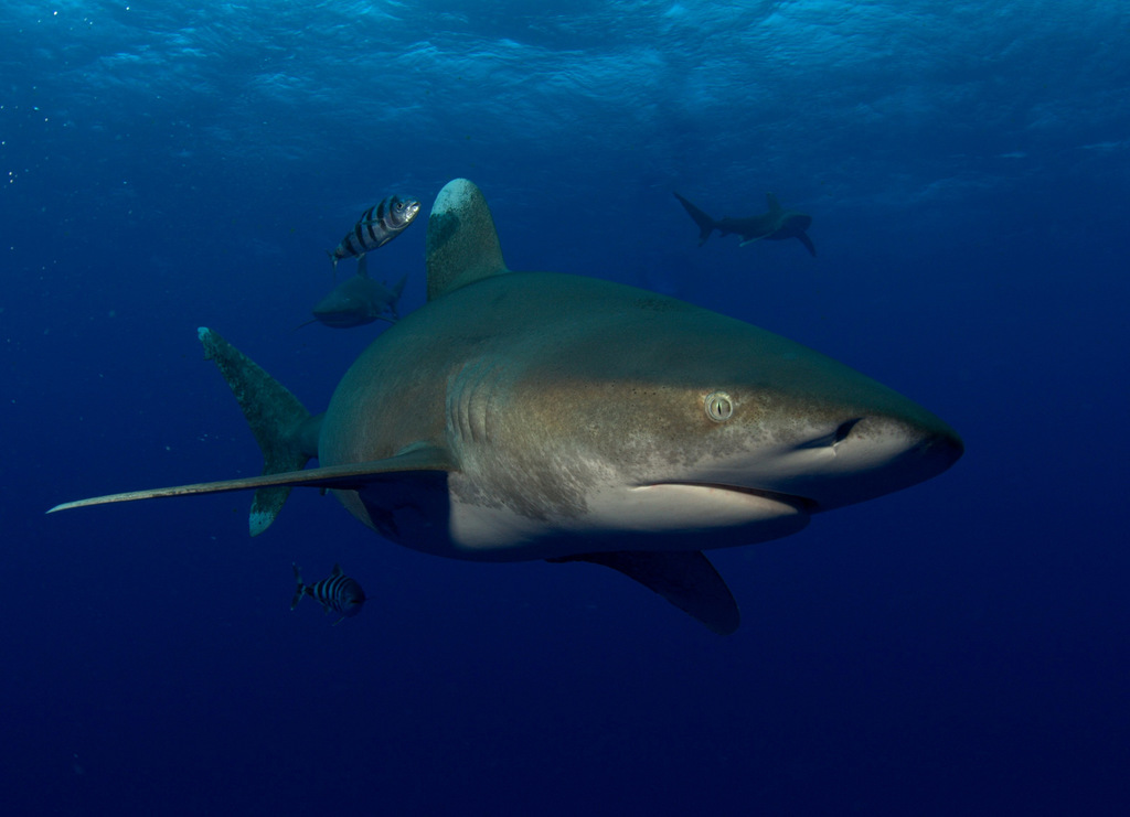 Requin océanique