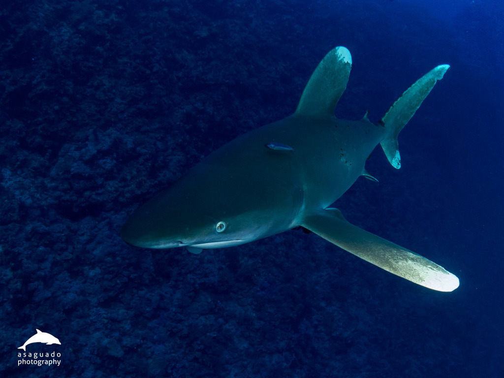 Requin océanique
