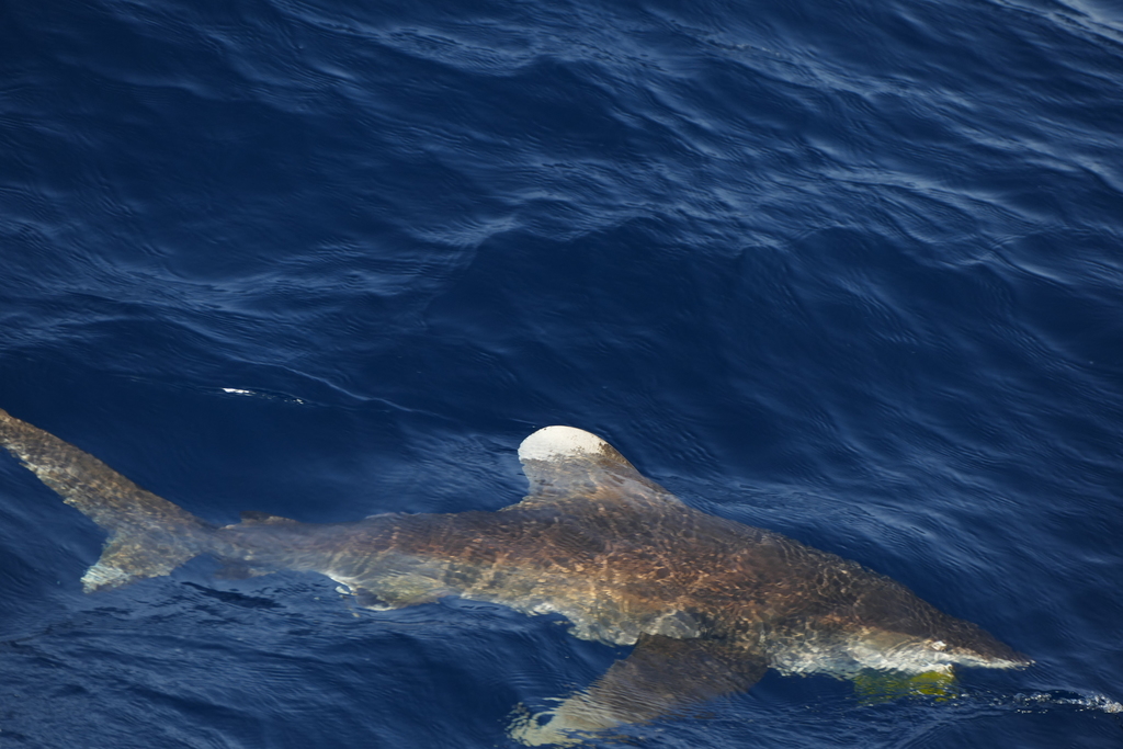Requin océanique