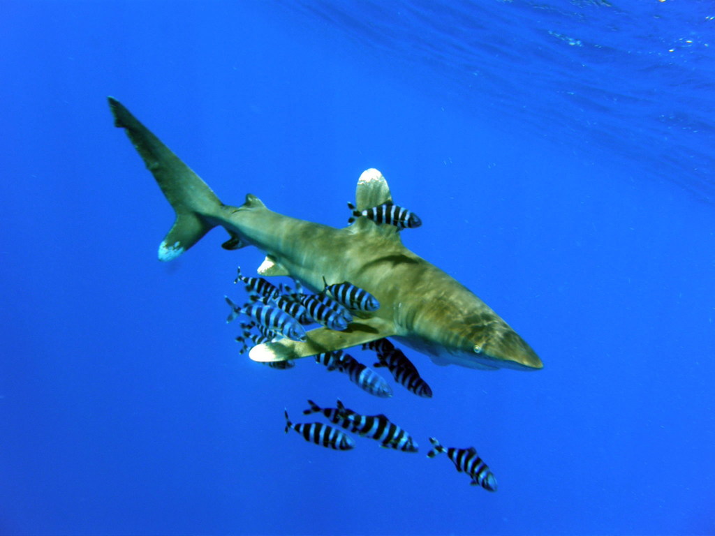 Requin océanique