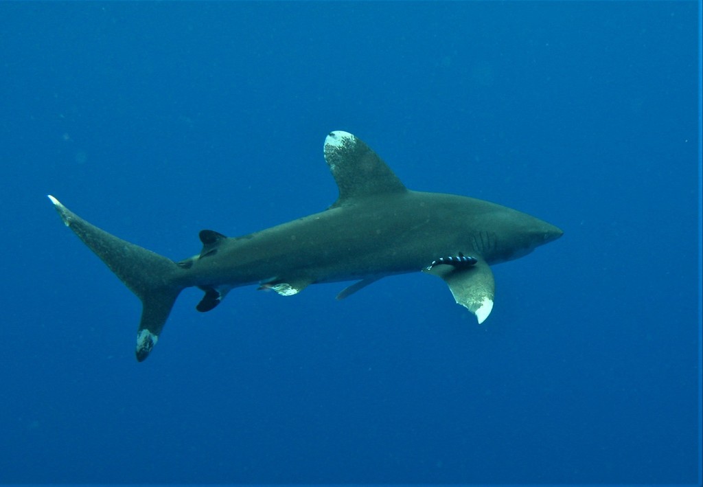 Requin océanique