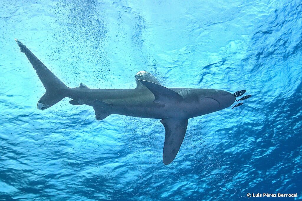 Requin océanique
