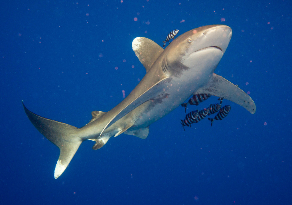 Requin océanique