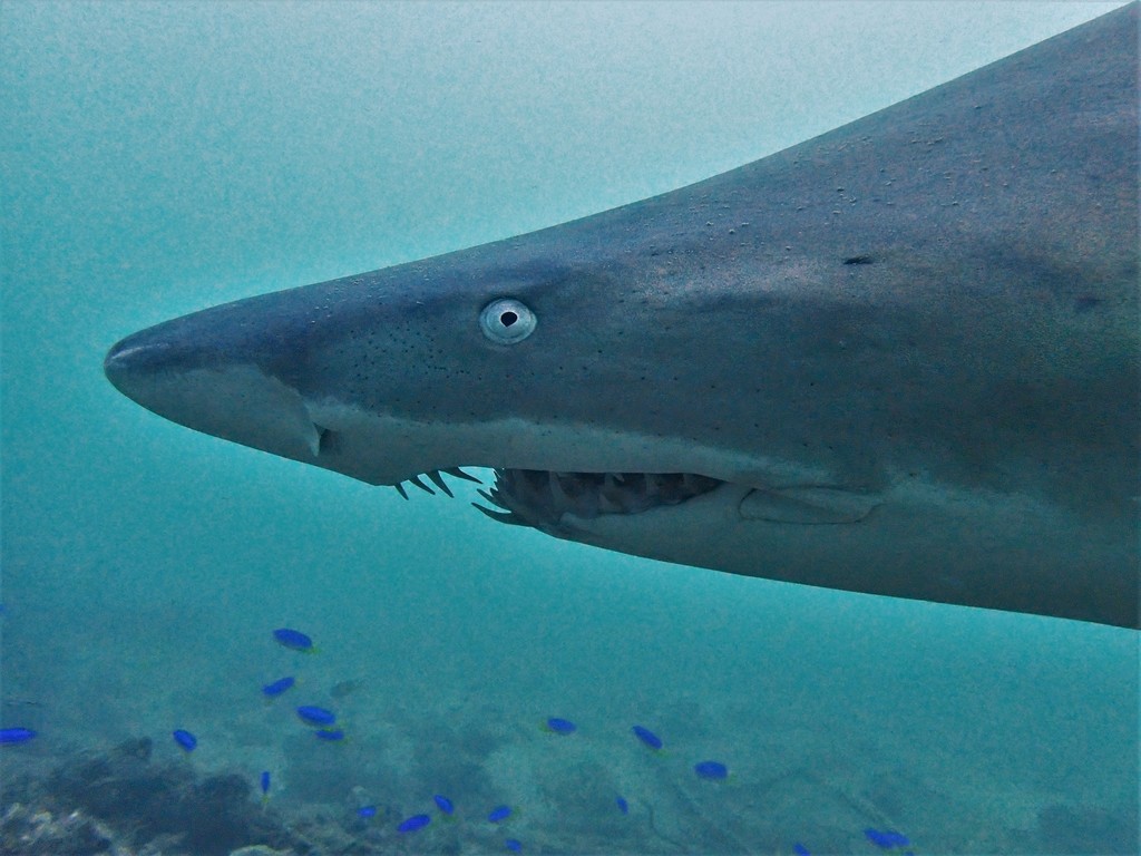 Requin-taureau