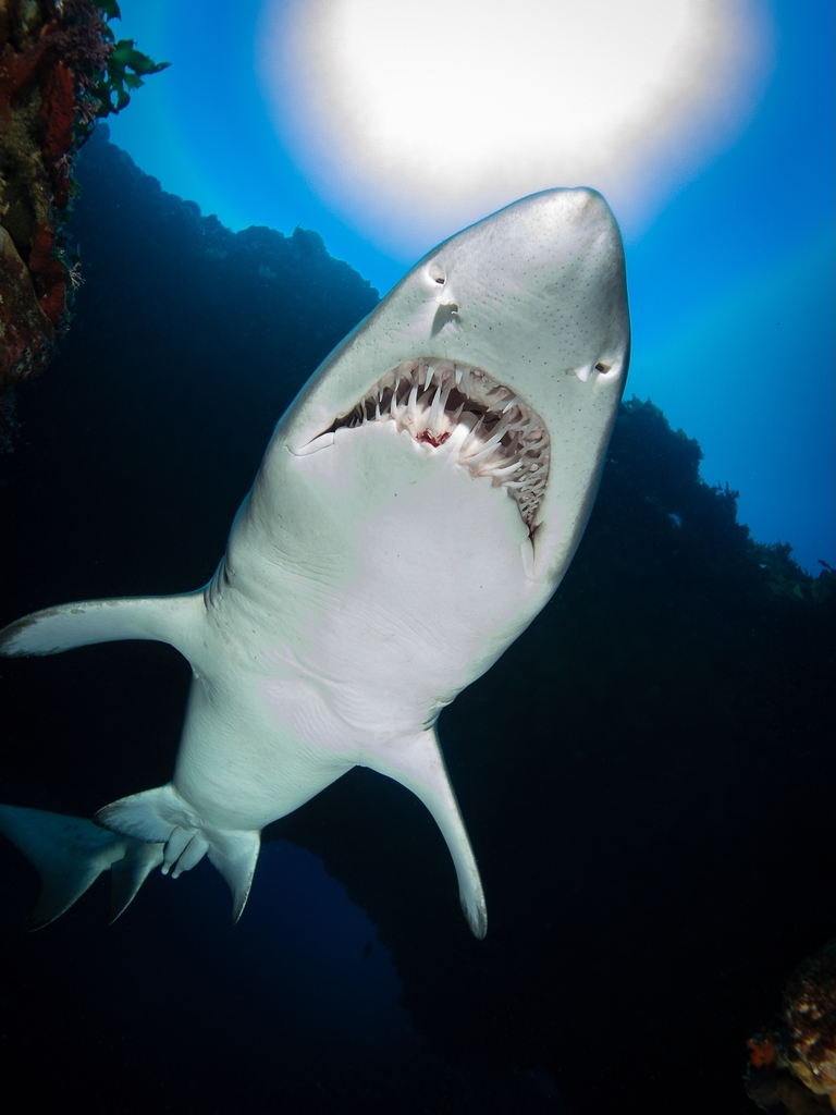 Requin-taureau