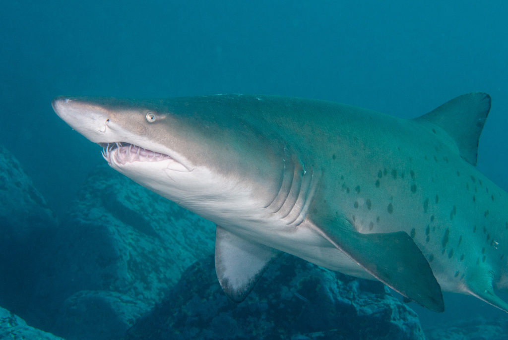 Requin-taureau