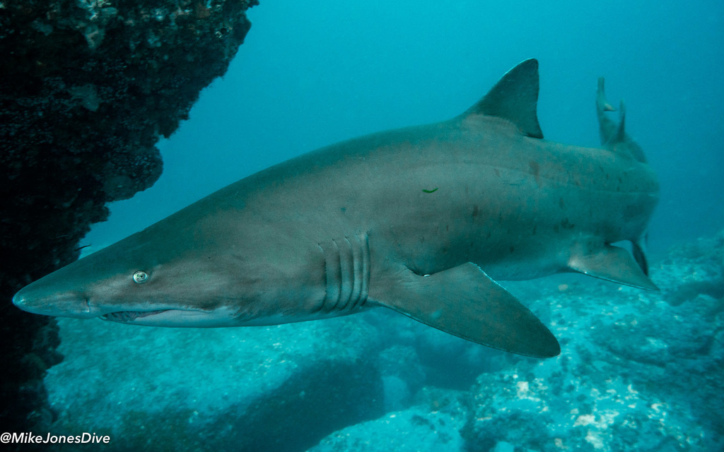 Requin-taureau