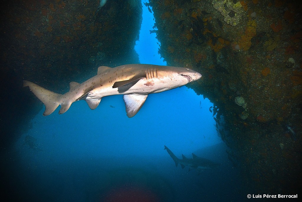 Requin-taureau
