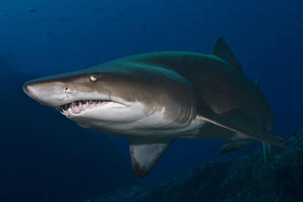 Sand Tiger Shark