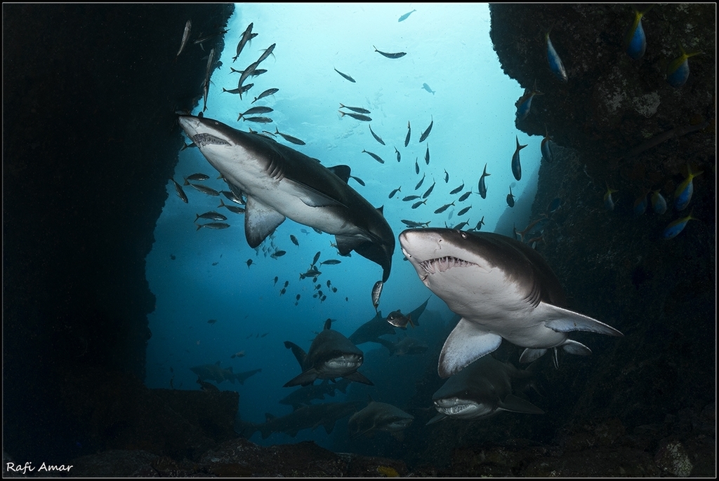 Requin-taureau