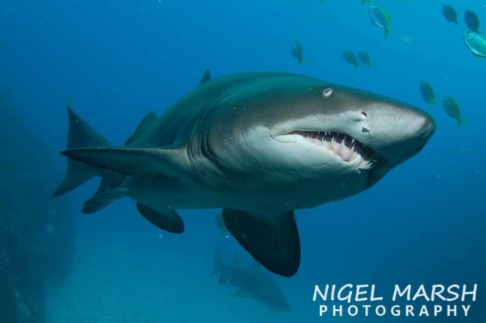 Requin-taureau