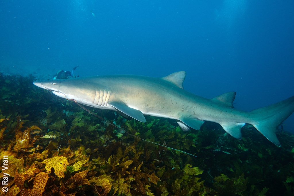 Requin-taureau