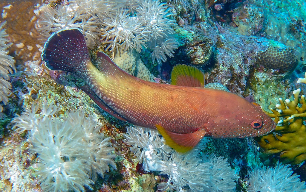 Yellowfin Hind