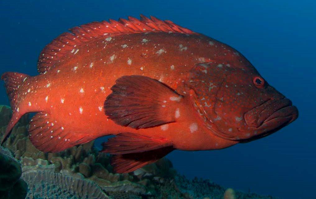 Tomato Grouper