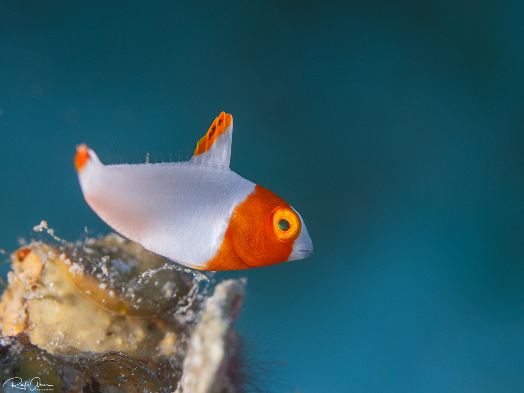 Bicolour Parrotfish