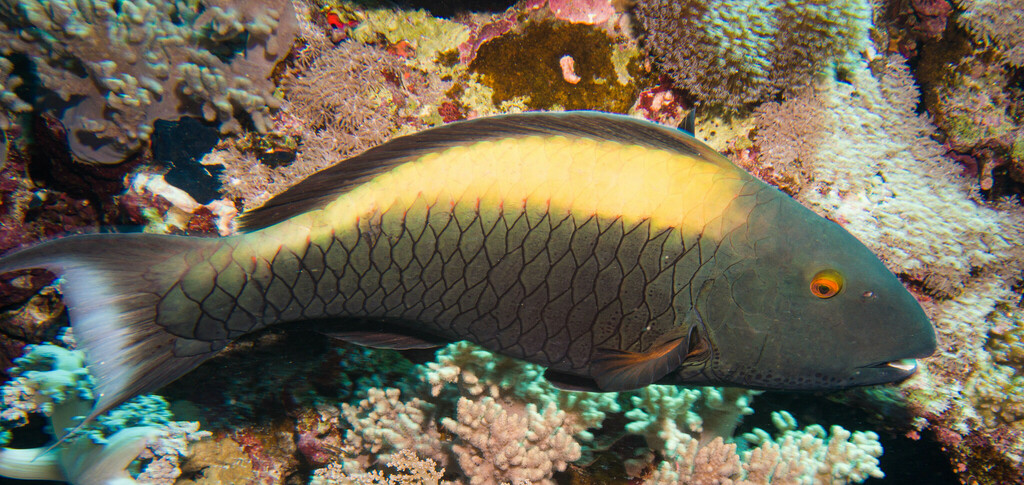 Bicolour Parrotfish