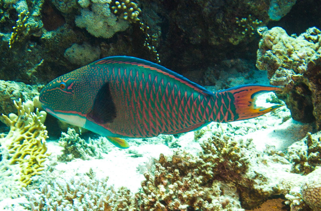 Bicolour Parrotfish