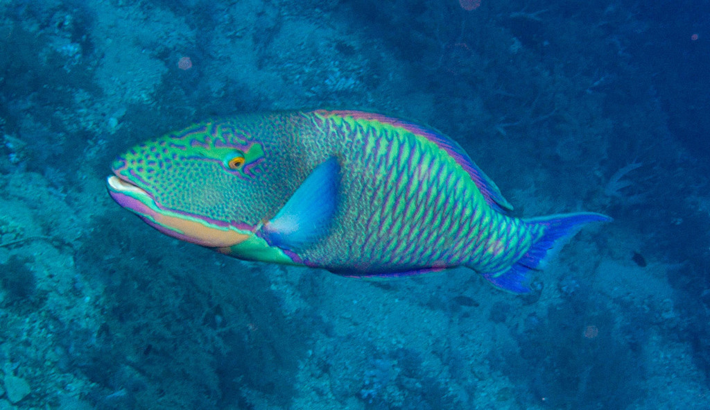 Bicolour Parrotfish