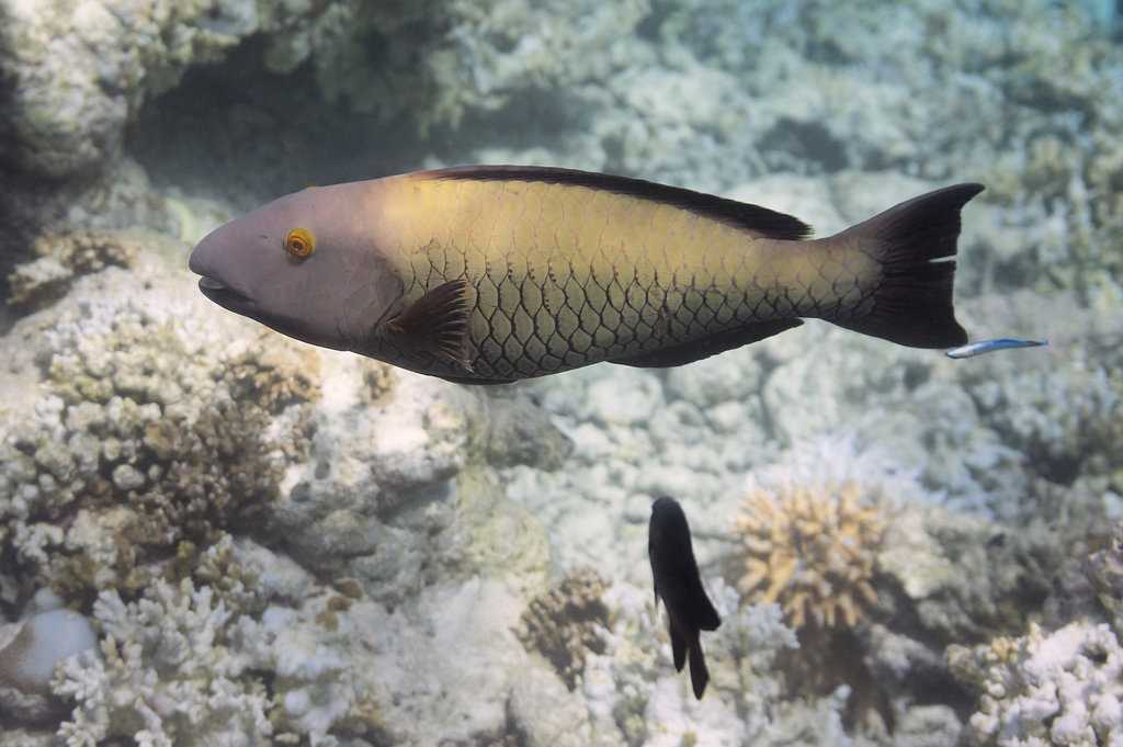 Bicolour Parrotfish