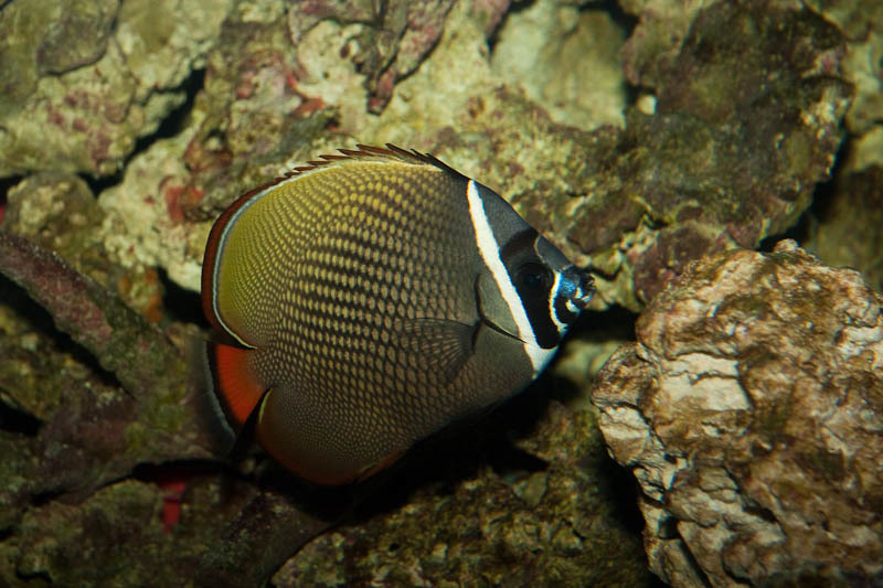 Red-tailed Butterflyfish