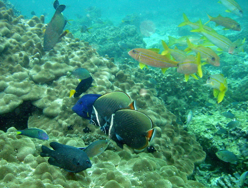 Red-tailed Butterflyfish