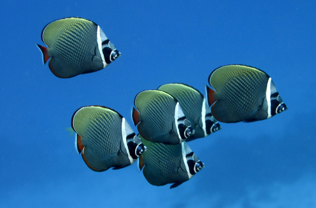 Red-tailed Butterflyfish