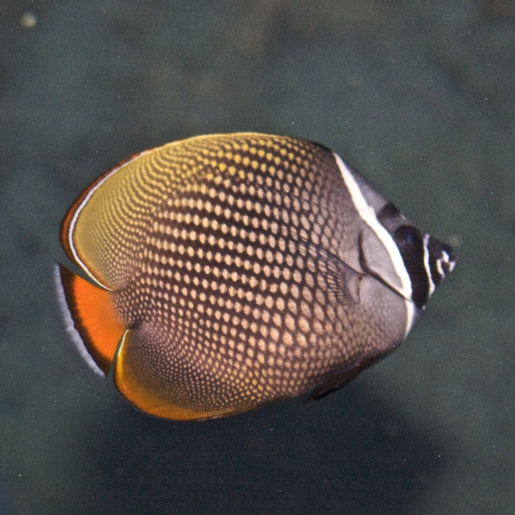 Red-tailed Butterflyfish