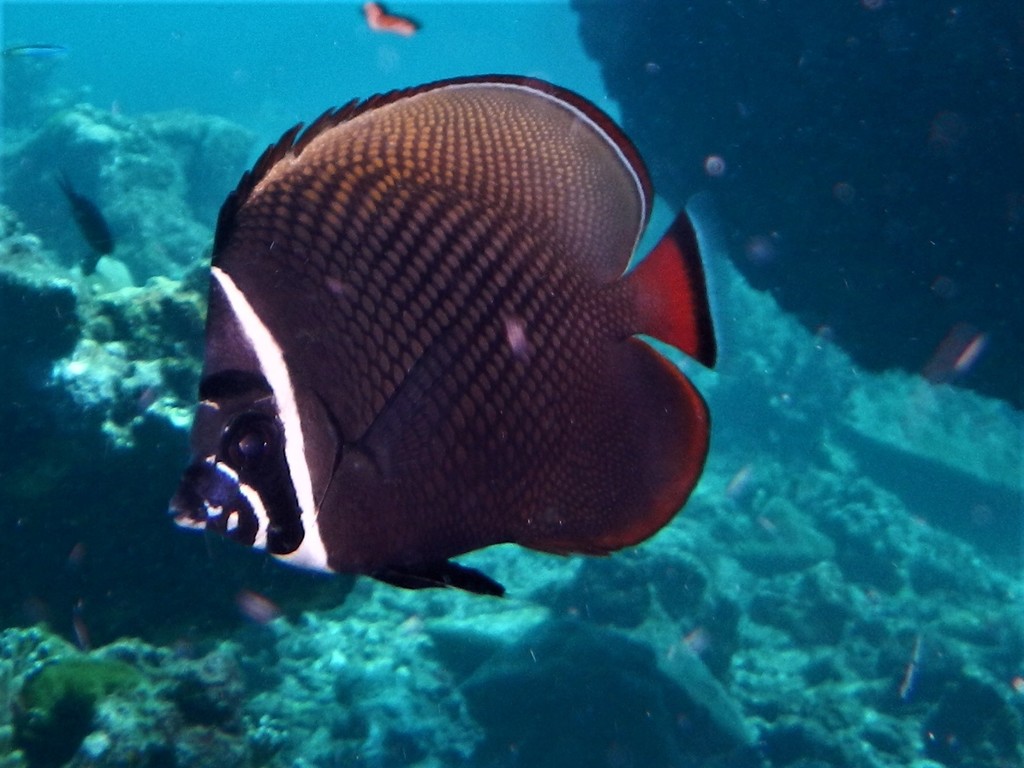 Red-tailed Butterflyfish