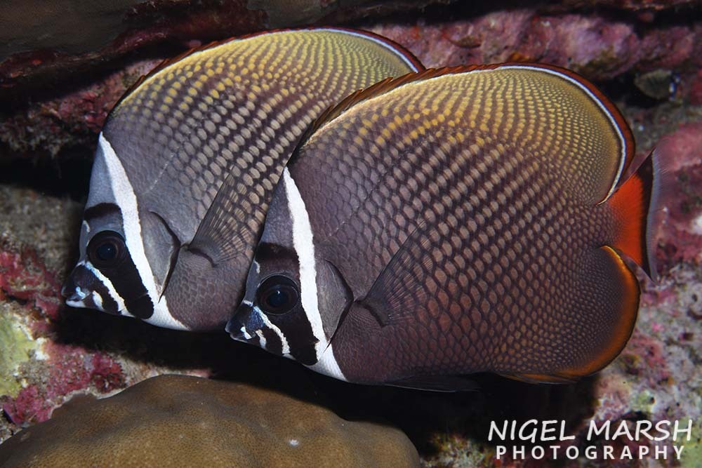 Red-tailed Butterflyfish