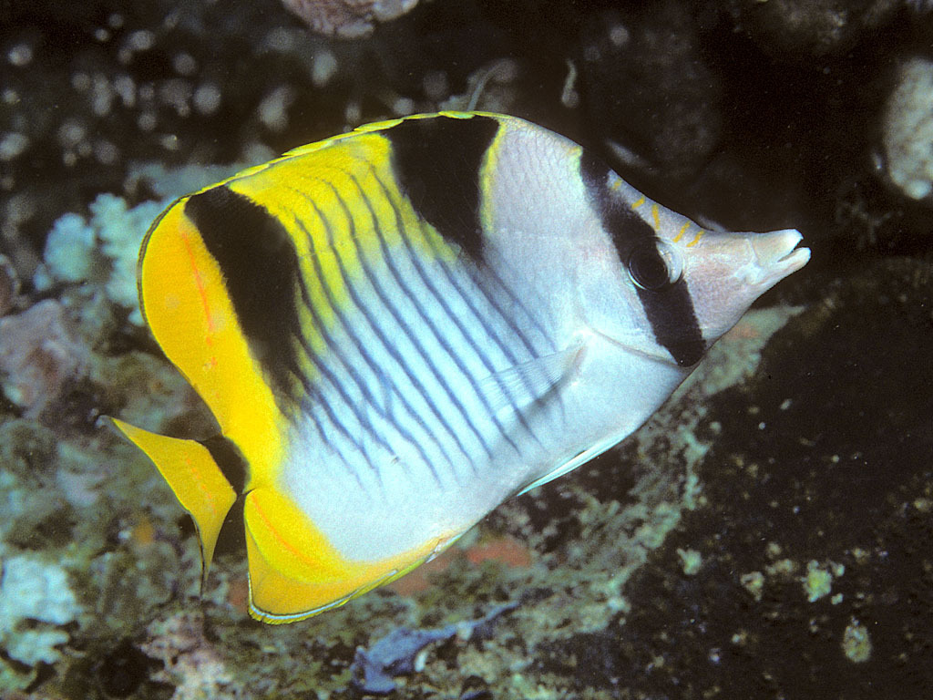 Saddleback Butterflyfish