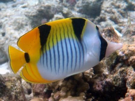 Saddleback Butterflyfish