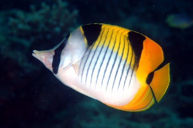 Saddleback Butterflyfish