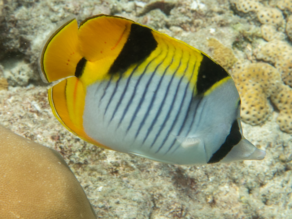 Saddleback Butterflyfish
