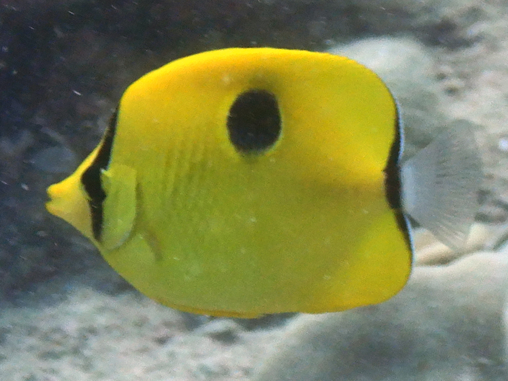 Indian Teardrop Butterflyfish