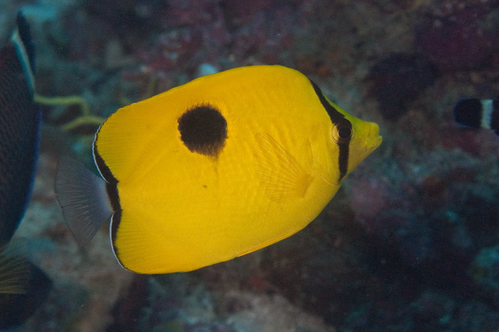 Indian Teardrop Butterflyfish