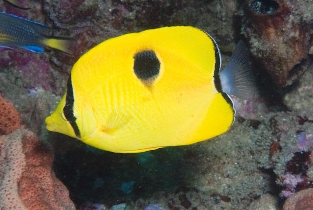 Indian Teardrop Butterflyfish