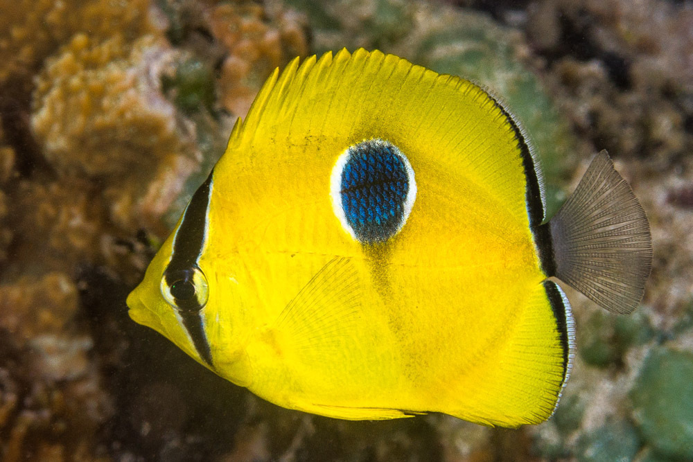 Indian Teardrop Butterflyfish