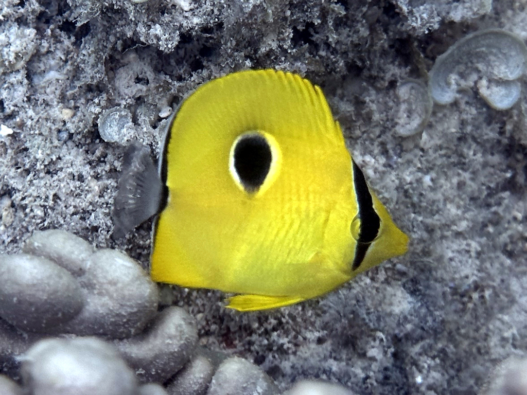 Indian Teardrop Butterflyfish