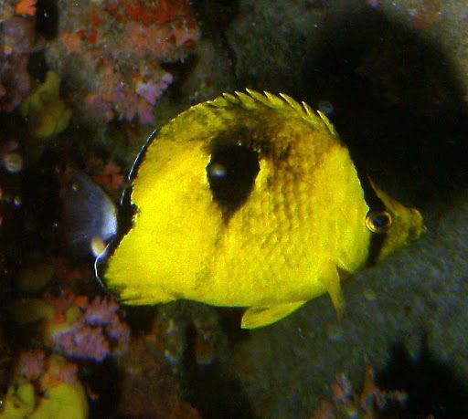 Indian Teardrop Butterflyfish