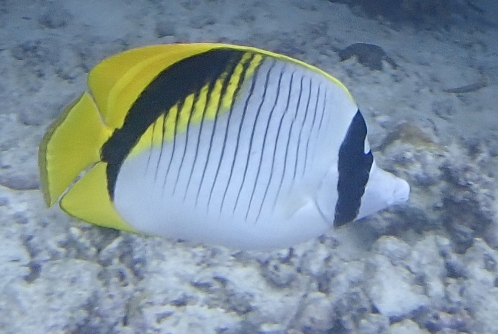 Poisson-papillon à lignes