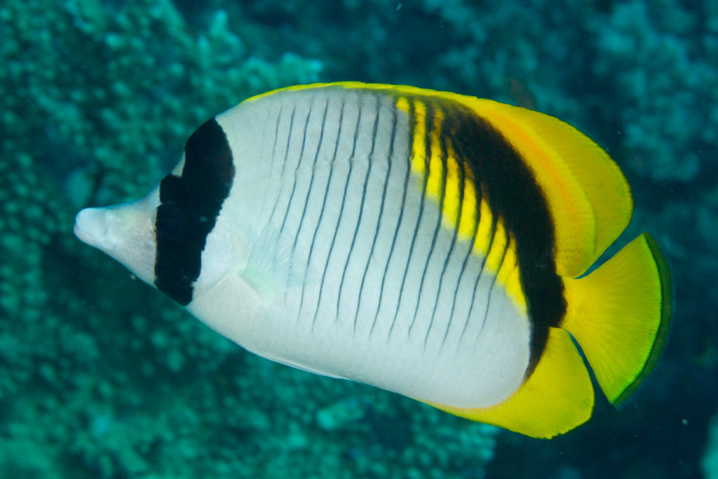 Poisson-papillon à lignes