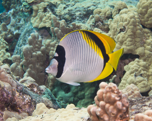 Poisson-papillon à lignes