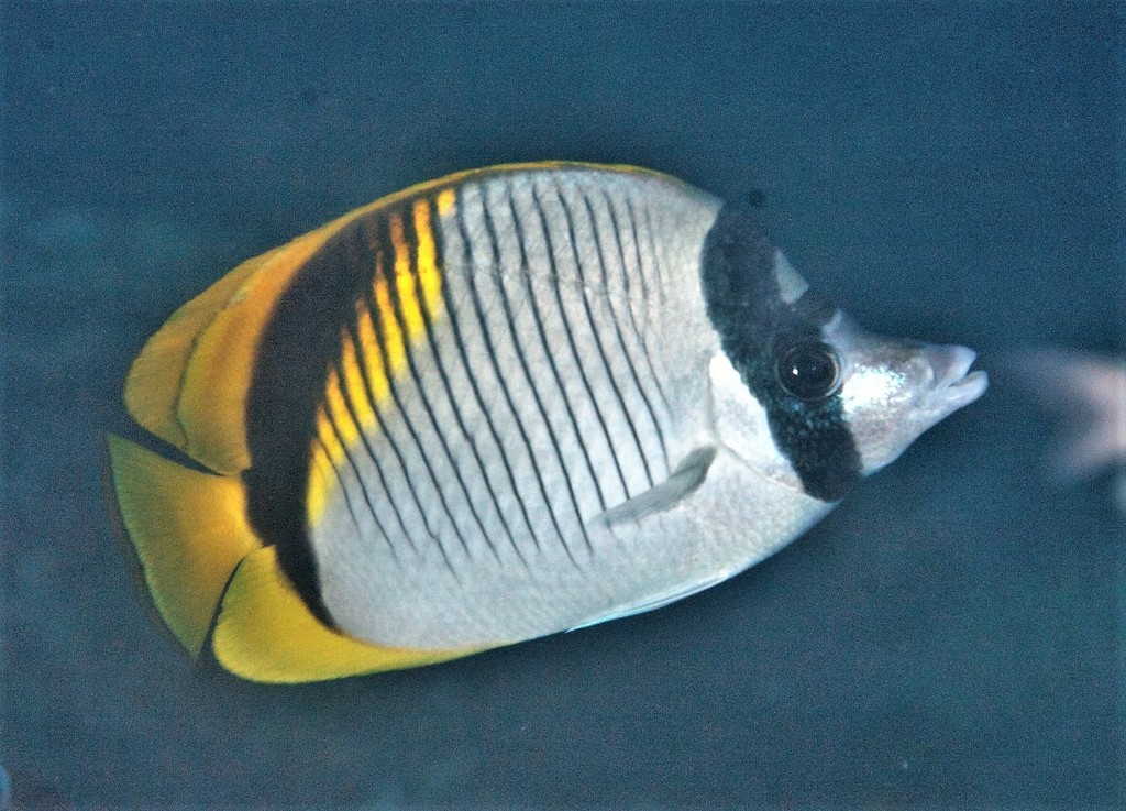 Poisson-papillon à lignes