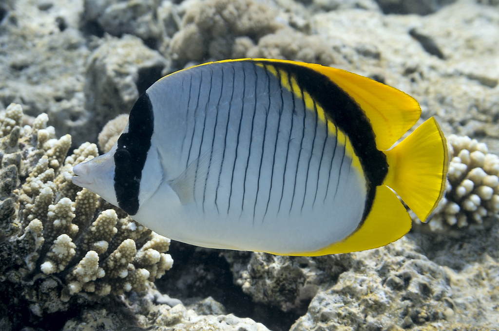 Lined Butterflyfish