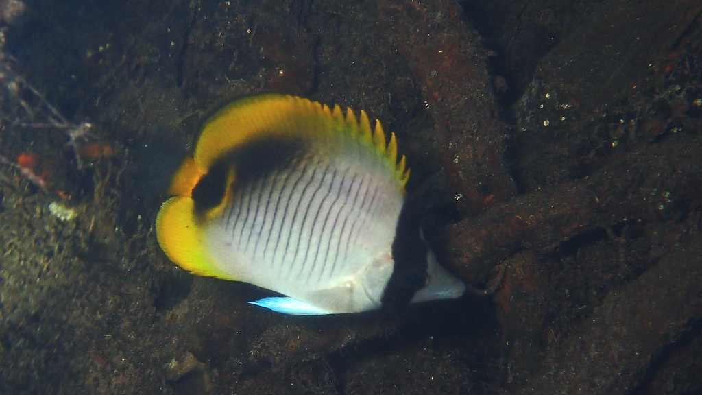 Poisson-papillon à lignes