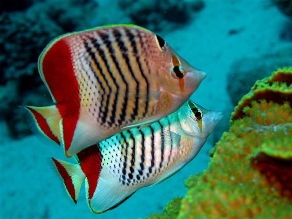 Crown Butterflyfish